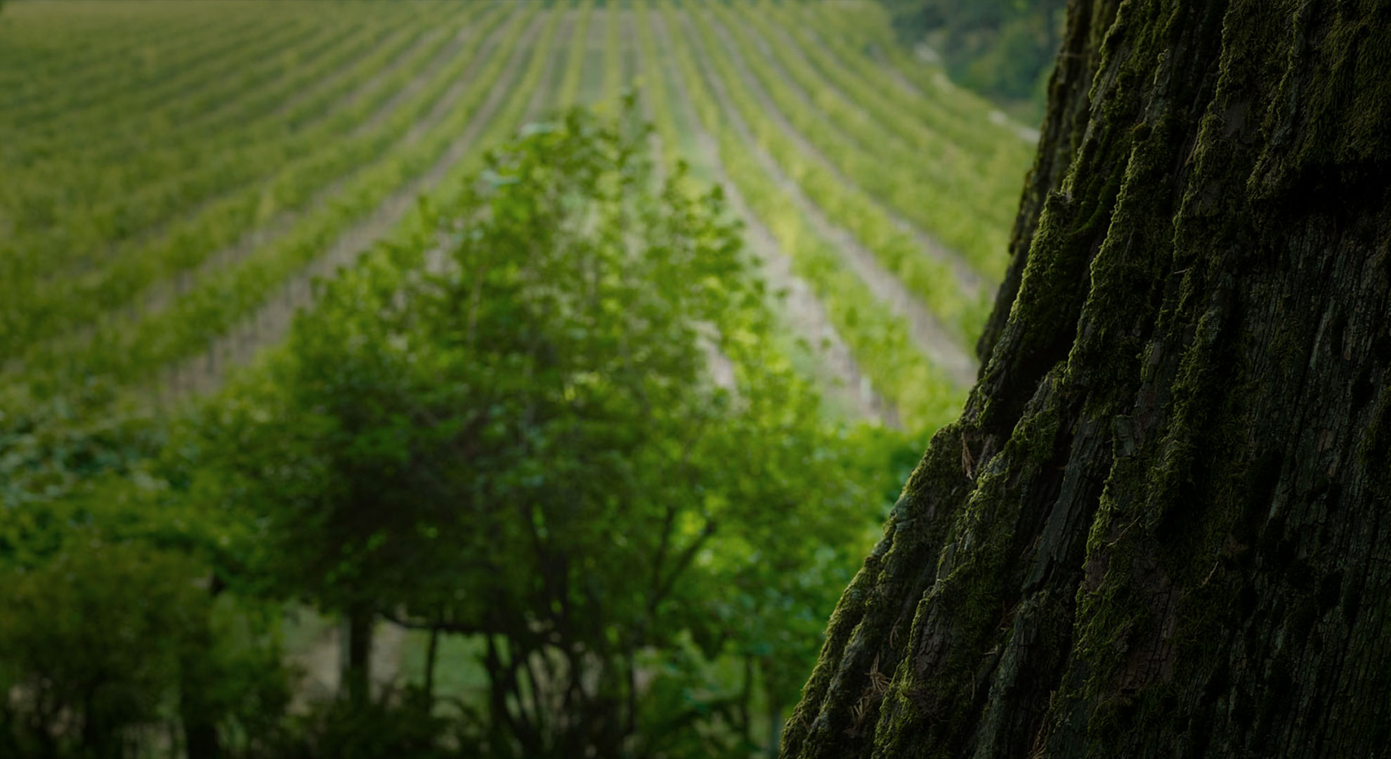 Vineyards