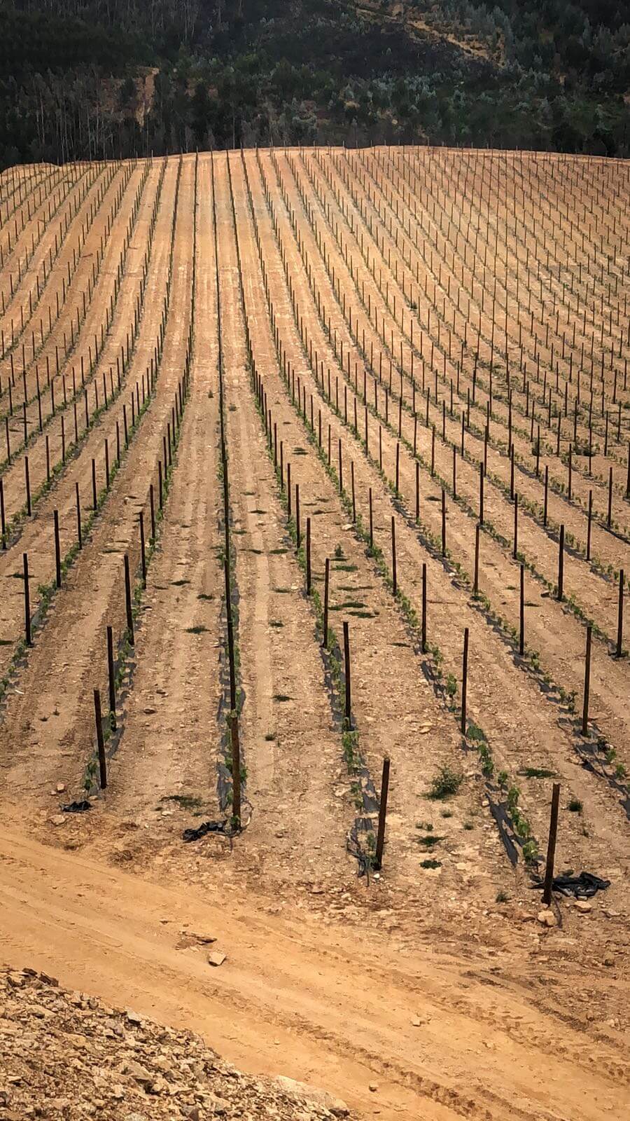 Quinta de Cabração