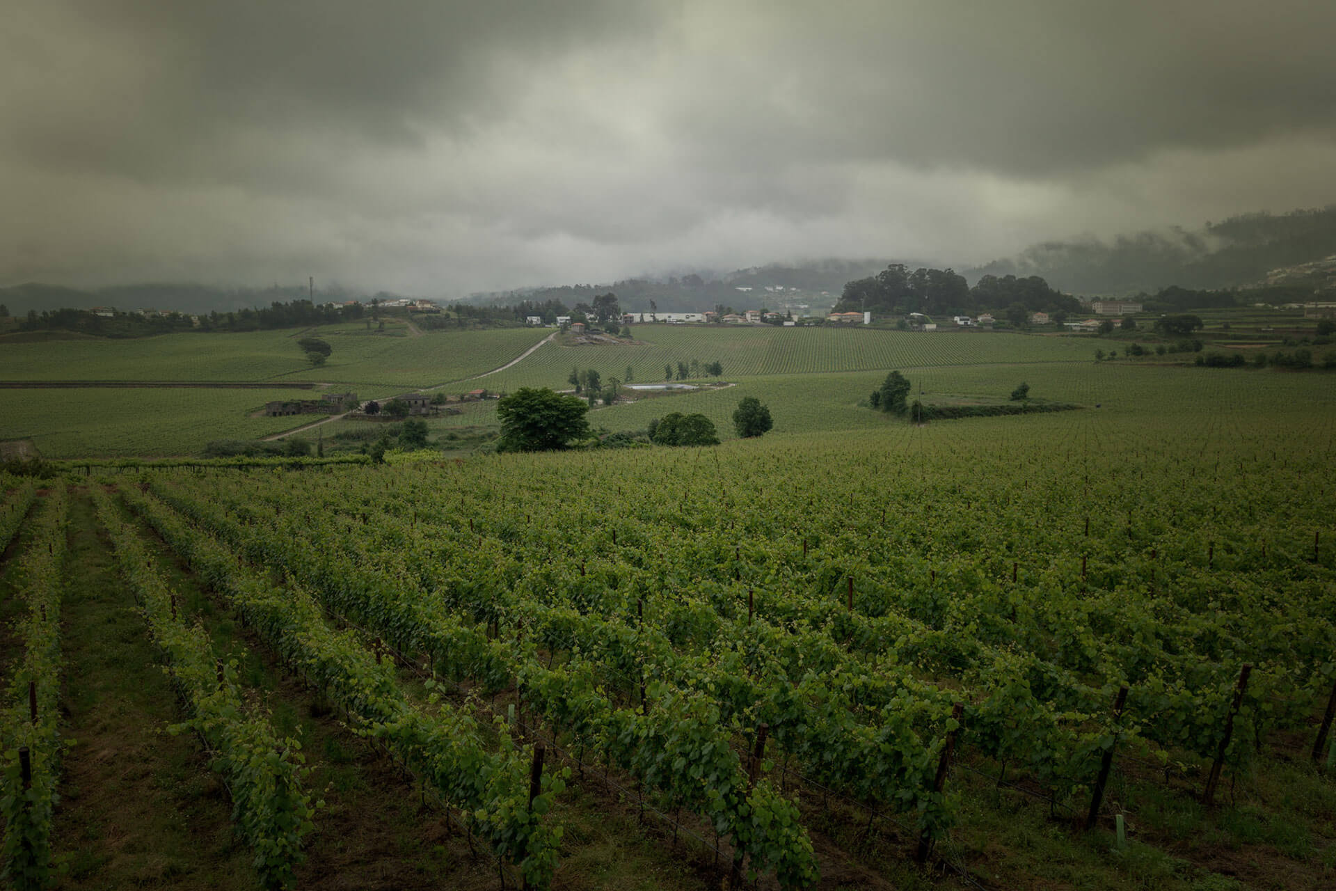 Quinta de Ruivães