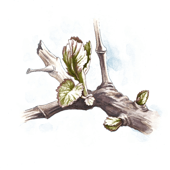 Bud Break