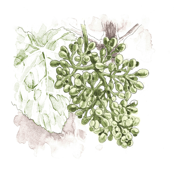 Fruit Setting
