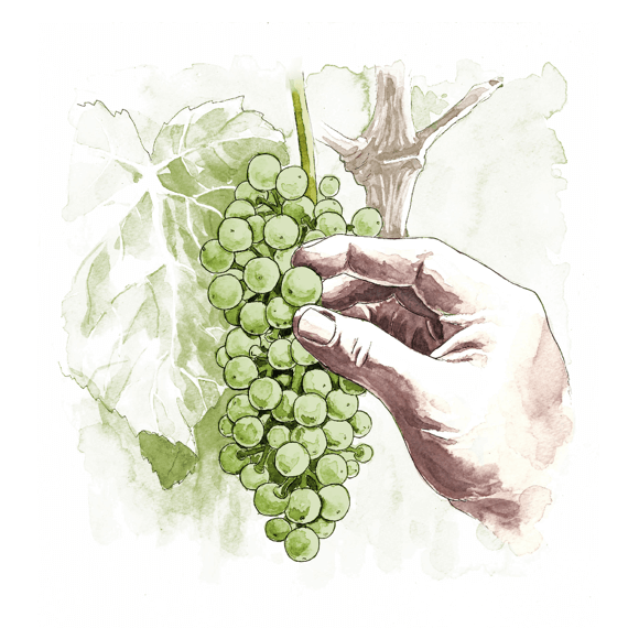 Veraison