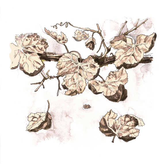 Dormancy